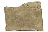 Cruziana (Fossil Trilobite Trackway) - Morocco #251785-2